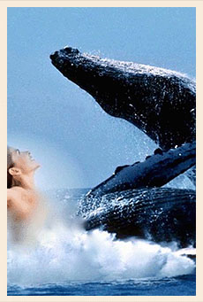 In the Heart Of The Whale